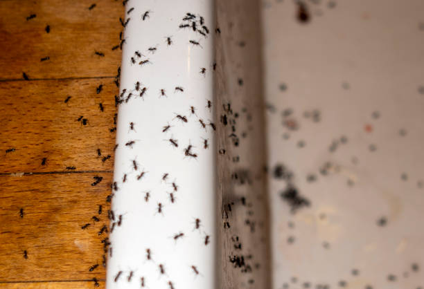 Best Residential Pest Control  in Oak Grove, OR
