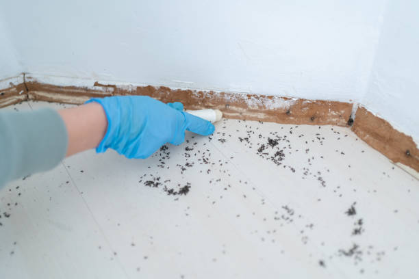 Best Termite Control Services  in Oak Grove, OR